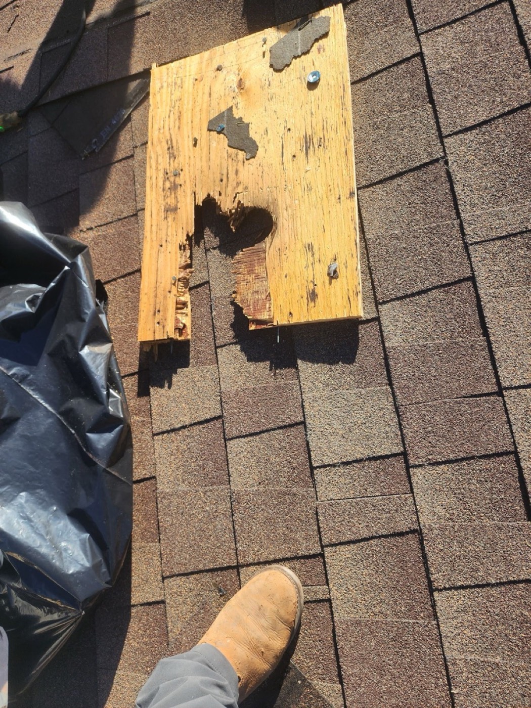 Rotted plywood roof decking sample pulled at tear-off in Austin Metro with saturation rot through the OSB layer, flagged before any underlayment returned.